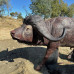 Wildcrete Cape Buffalo